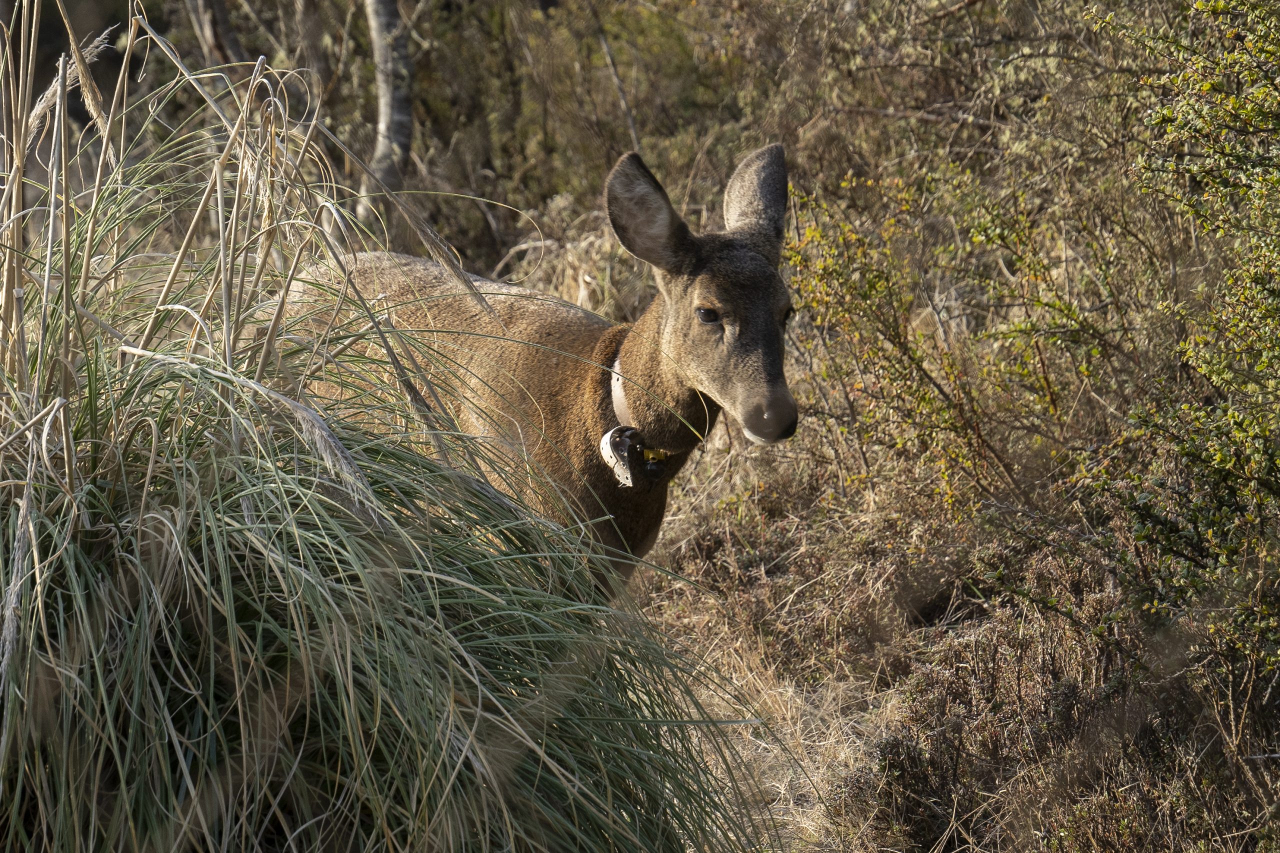 Ambicioso proyecto: Crearán el primer Centro de Rescate de Fauna Silvestre en Huilo Huilo