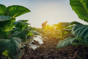Alcalde de Paillaco llama a modificar Ley de Cumplimiento Tributario por impacto a la agricultura
