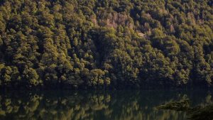 Más del 50% del bosque de la Región de Los Ríos es nativo