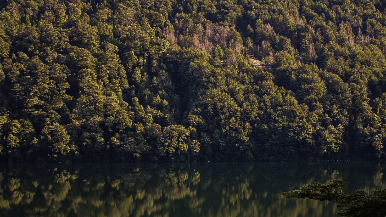 Más del 50% del bosque de la Región de Los Ríos es nativo