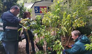 Decomisan 150 plantas de cítricos que se comercializaban de manera informal en Valdivia