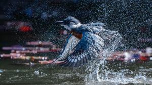 Fotógrafo valdiviano gana premio internacional con foto de Martín pescador tomada en el Parque Saval