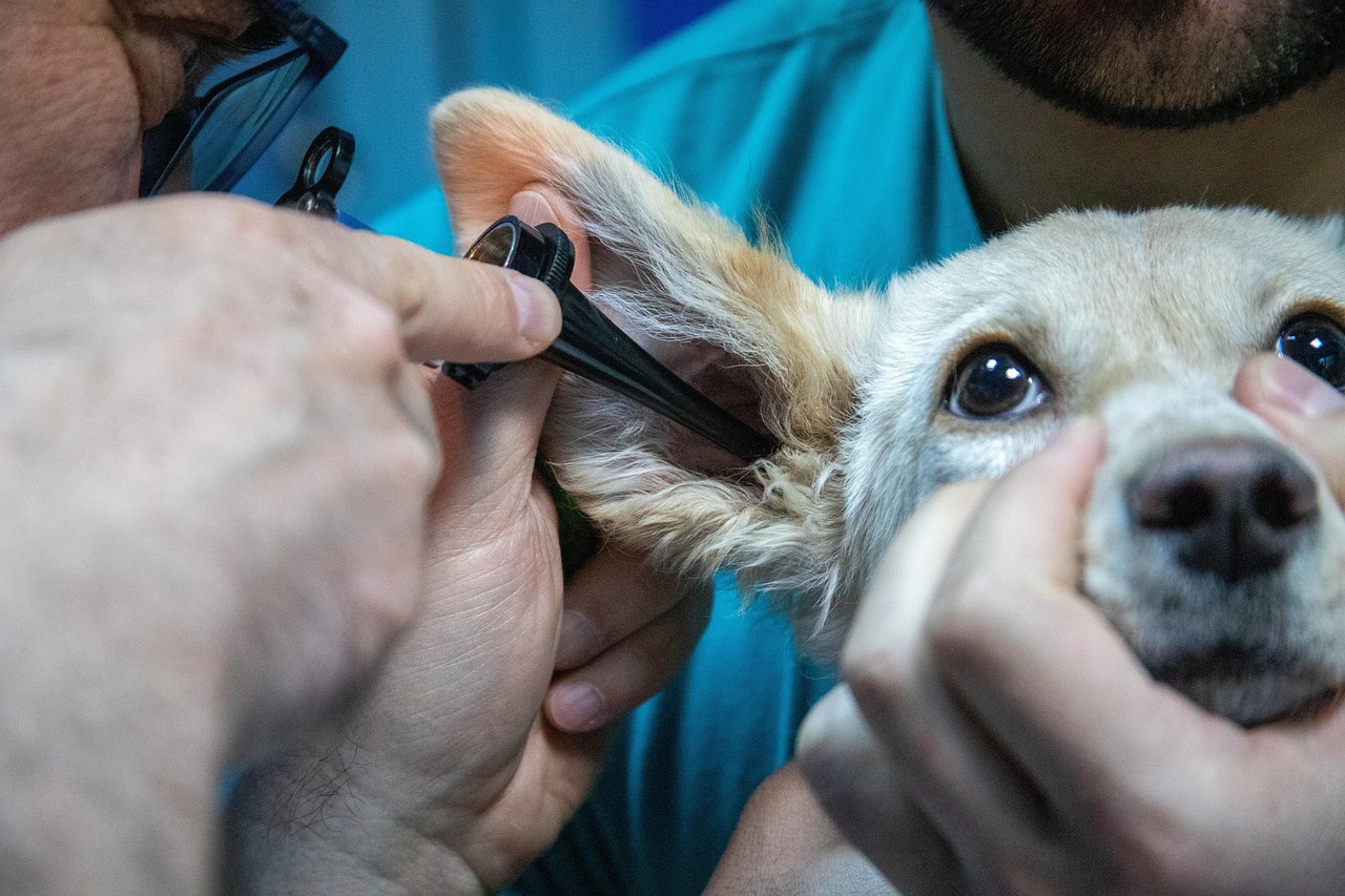 Universidad San Sebastián abrirá Medicina Veterinaria en Valdivia con modalidad dual desde 2026