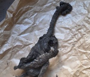 Misterio resuelto en Paillaco: ¡No era el chupacabras!