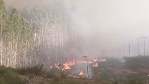 Exjefe de Saesa es formalizado por incendio forestal que destruyó más de 2.800 hectáreas en Paillaco