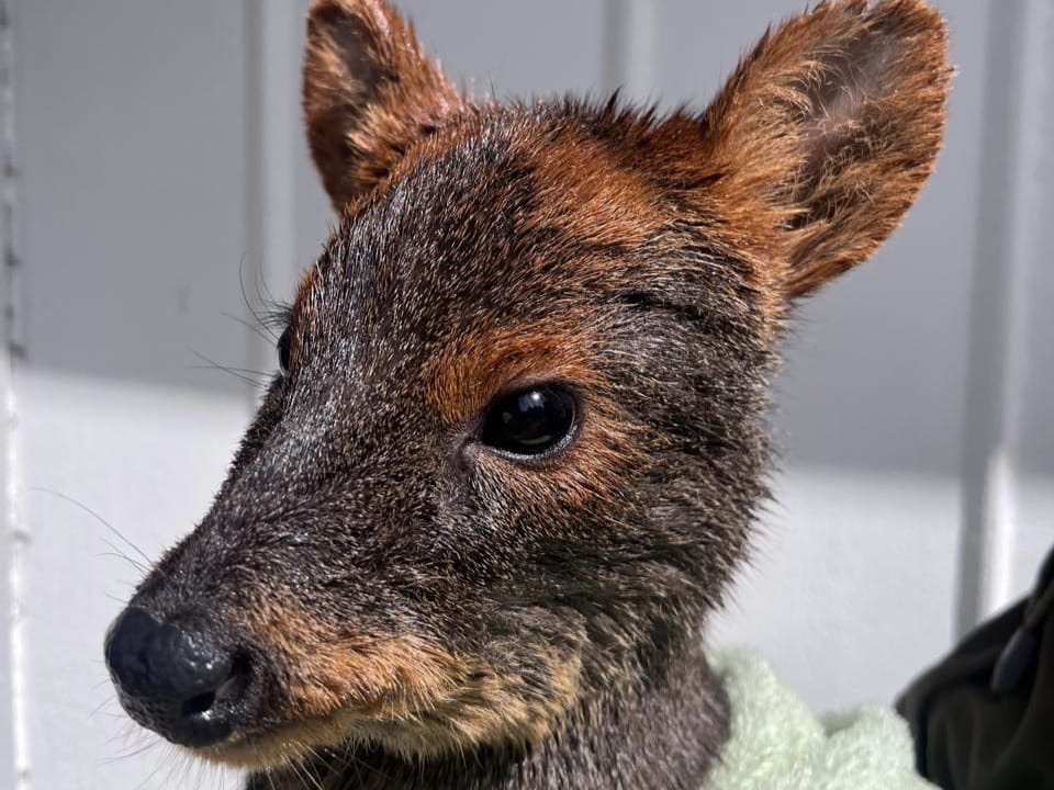 Rescatan a pudú que se encontraba nadando desorientado en el lago Riñihue