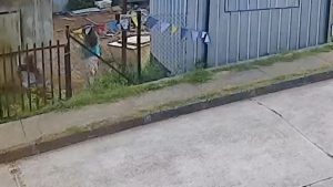 Pareja fue detenida tras ingresar a robar a un domicilio en Niebla y atacar al dueño de casa