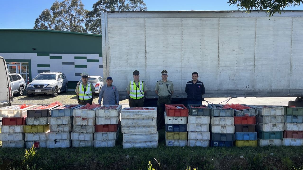 Decomisan más de 3 toneladas de merluza austral y congrio sin acreditación en control carretero en la Ruta 5 Sur