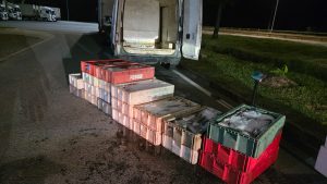 Incautan más de mil kilos de merluza austral de origen ilegal en control carretero en Los Ríos
