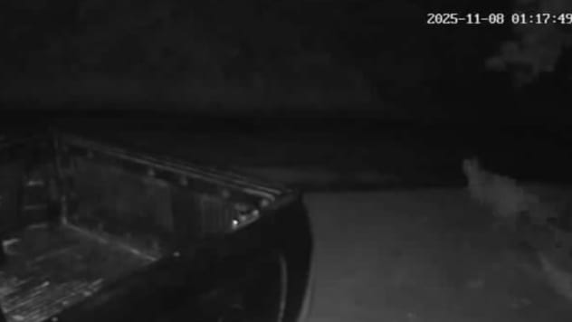 “Llegó al patio de la casa”: Vecinos de Los Lagos en alerta por presencia de puma cerca de sus domicilios