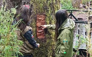 CONAF alerta por extracción ilegal de corteza de “Coihue Abuelo” de 600 Años en Reserva Mocho Choshuenco