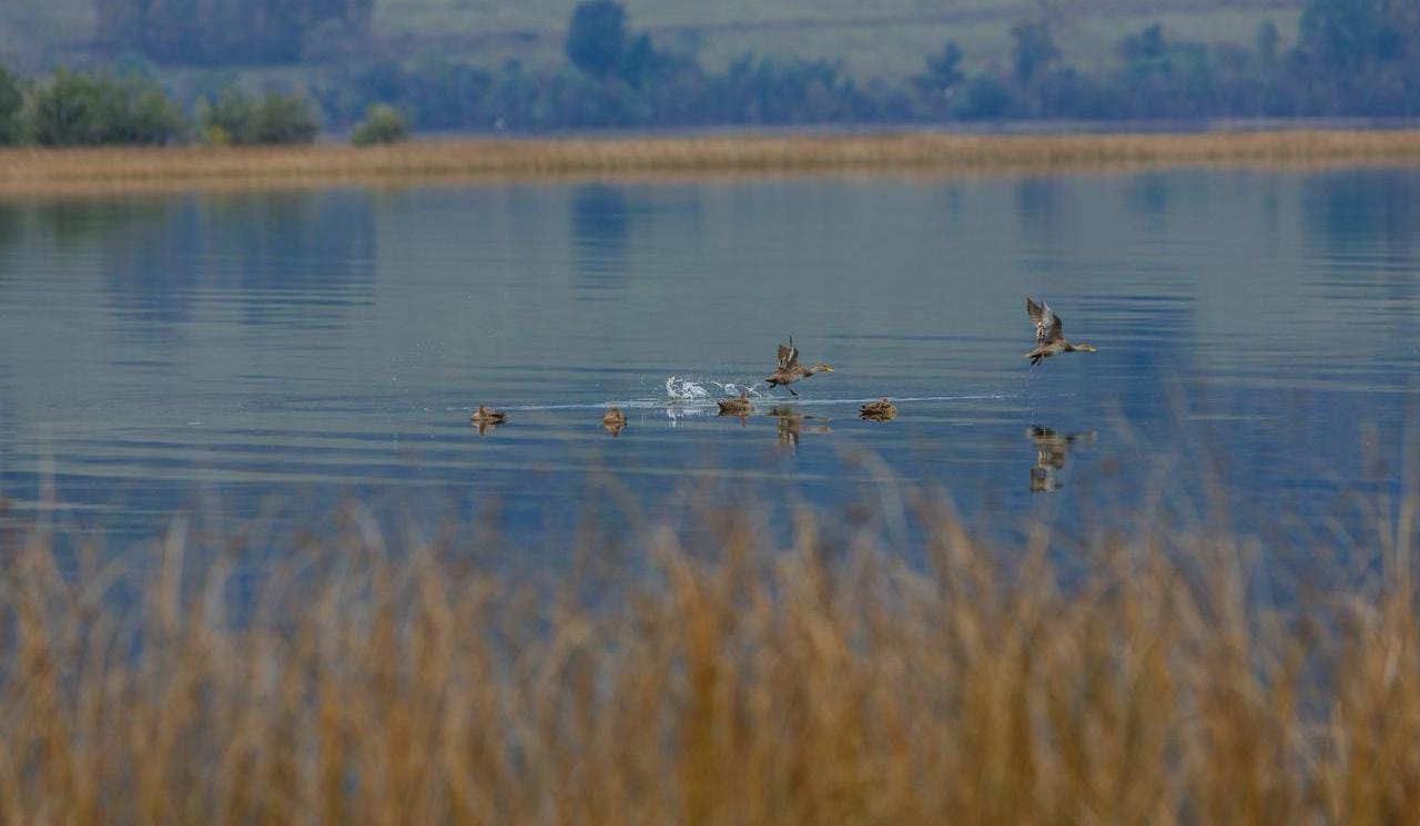 Municipio de Panguipulli presenta recurso para revertir fallo que anuló ordenanza que protegía humedales rurales