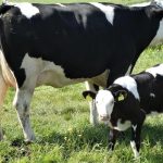 Luego de 20 años: Vuelve el histórico Festival de la Leche en Máfil