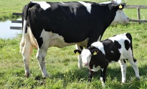 Luego de 20 años: Vuelve el histórico Festival de la Leche en Máfil