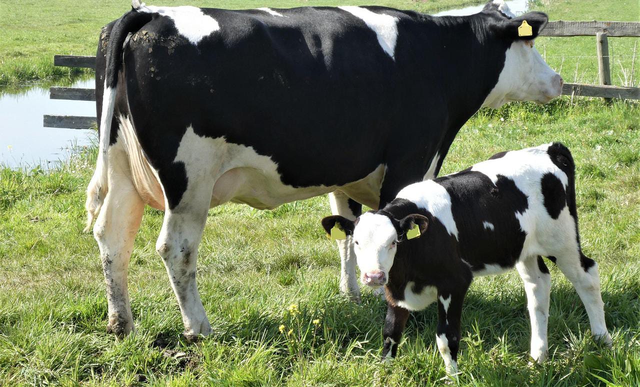 Luego de 20 años: Vuelve el histórico Festival de la Leche en Máfil