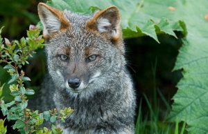 Avistamiento de zorro chilote en Mariquina abre la opción de un posible corredor biológico en Los Ríos