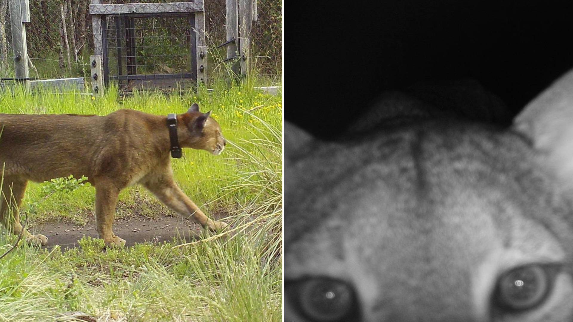 ¿Cómo le pondrías?: Lanzan concurso para ponerle nombre al primer puma monitoreado vía satélite en Huilo Huilo