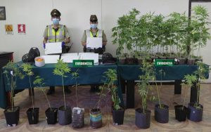 Dos adultos detenidos tras incautación de plantas de cannabis en Valdivia