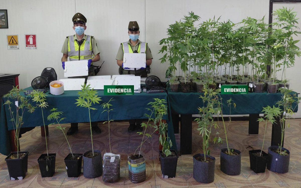 Dos adultos detenidos tras incautación de plantas de cannabis en Valdivia