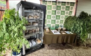 Incautan más de 31 kilos de hongos alucinógenos tras denuncias anónimas en Panguipulli