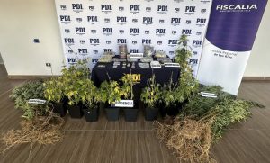 Detienen a mujer en Valdivia e incautan 3,7 kilos de drogas y hongos alucinógenos