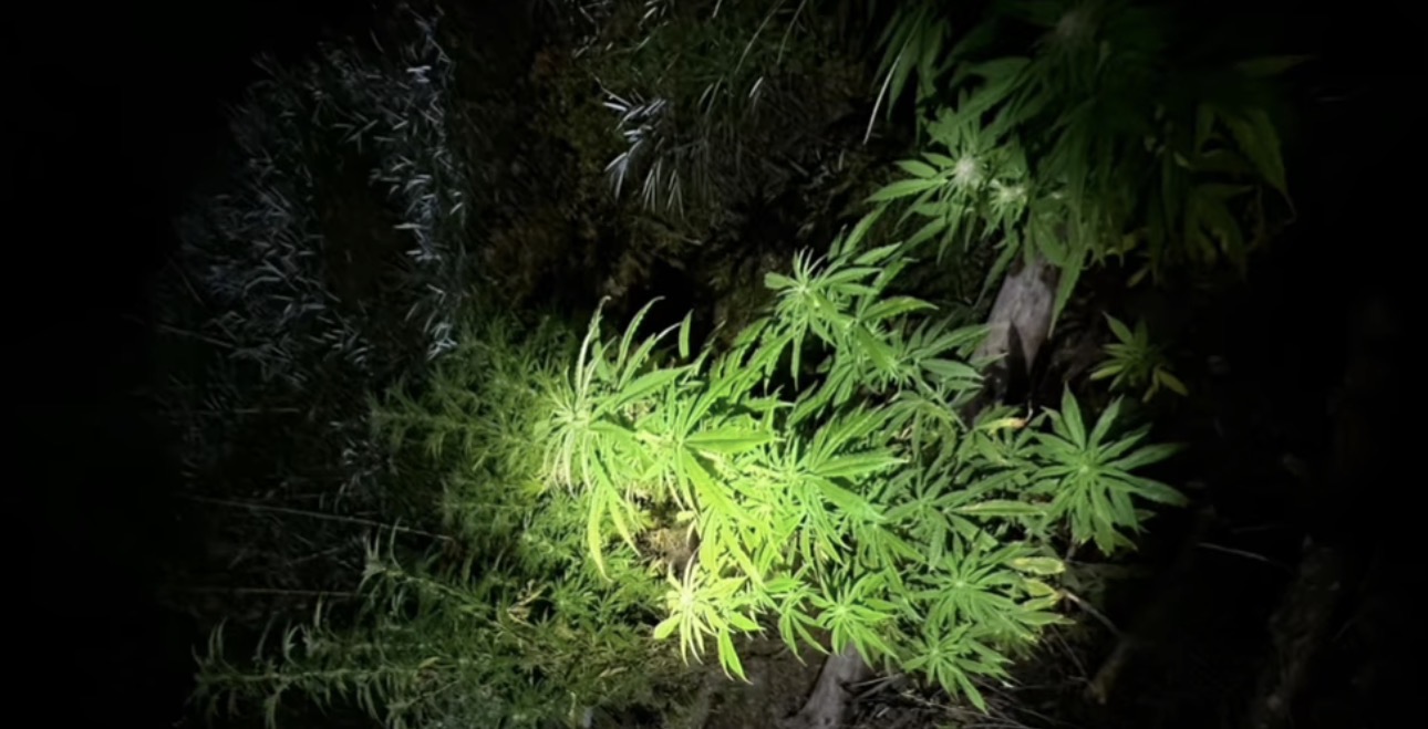 Operativo entre Los Ríos y La Araucanía deja cuatro detenidos por tráfico de drogas y delitos de armas