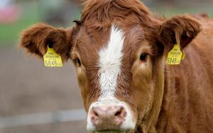 Abigeato en Río Bueno: Roban y faenan dos novillos avaluados en $1 millón