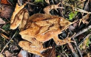 Reserva Mocho Choshuenco registra por primera vez a la Ranita de Darwin