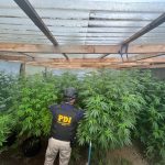 Río Bueno: Prisión para imputado por cultivo de cannabis tras incautación avaluada en $28 millones