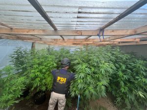 Detienen a hombre con cultivo ilegal de cannabis avaluado en $28 millones en Río Bueno