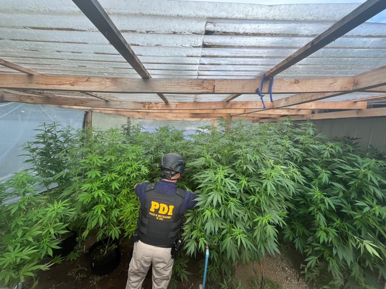 Detienen a hombre con cultivo ilegal de cannabis avaluado en $28 millones en Río Bueno