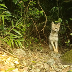 Zorro Chilla es captado por cámaras trampa en la Reserva Nacional Mocho Choshuenco