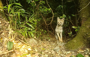 Zorro Chilla es captado por cámaras trampa en la Reserva Nacional Mocho Choshuenco