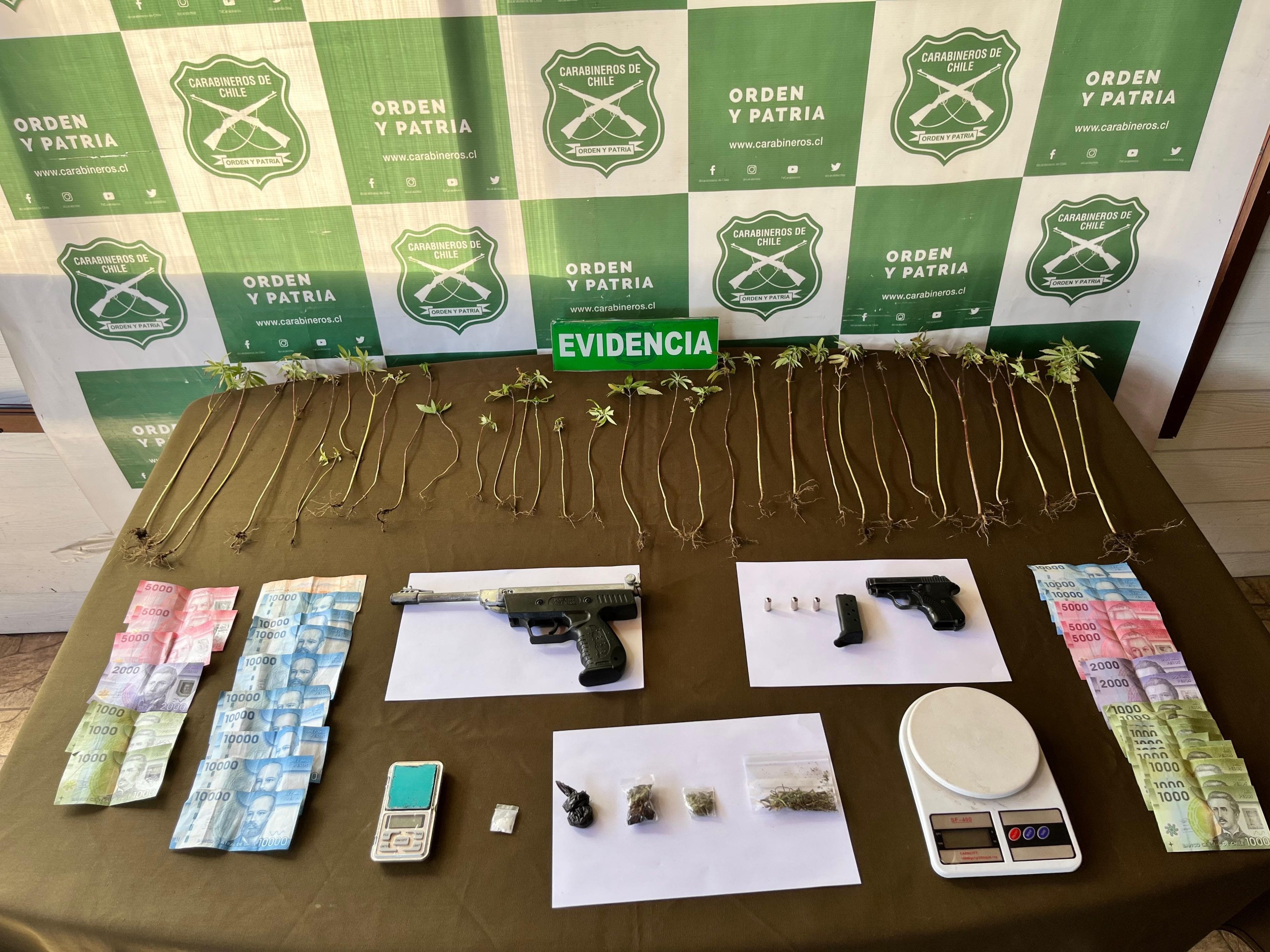 Allanan dos casas en población Menzel: tres detenidos y plantas de cannabis incautadas