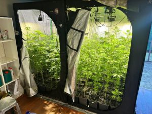 En prisión preventiva queda hombre acusado de liderar falso club cannábico en Cutipay