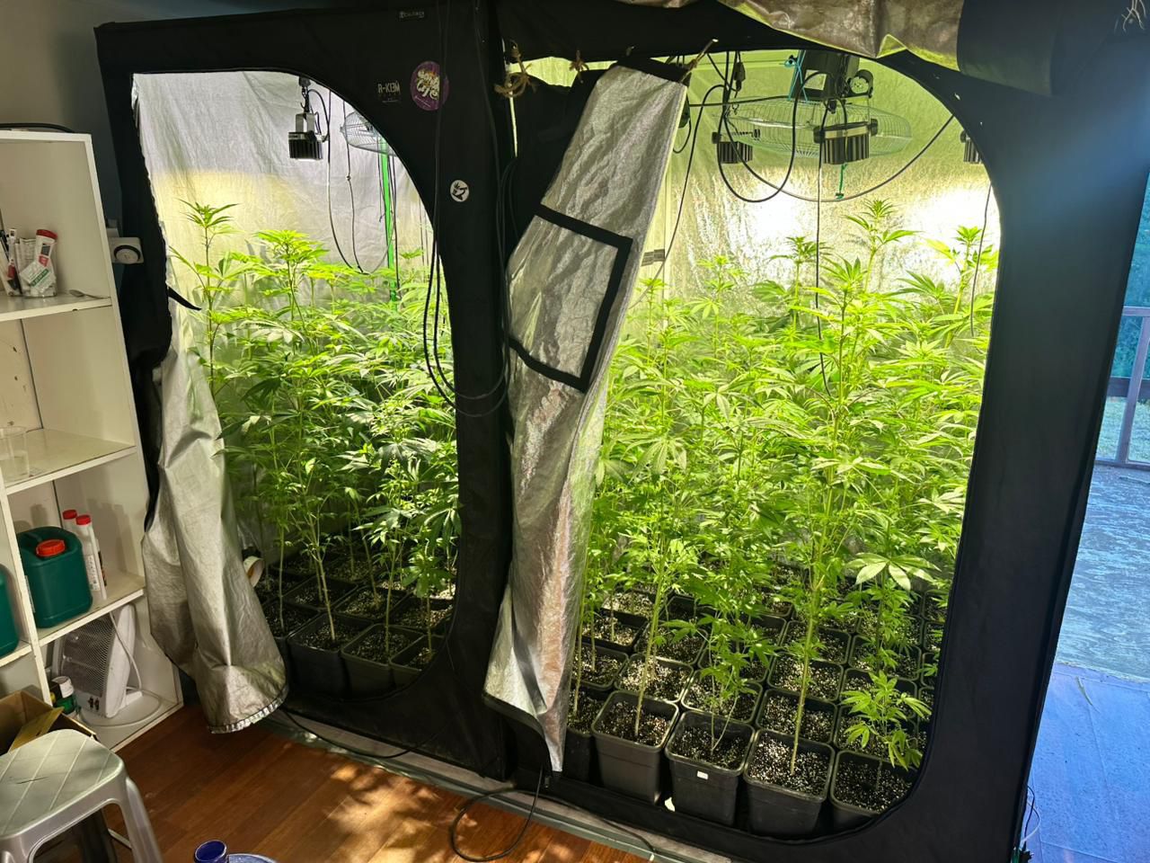 Valdivia: Operativo antidrogas desbarata falso club cannábico con marihuana avaluada en más de $360 millones