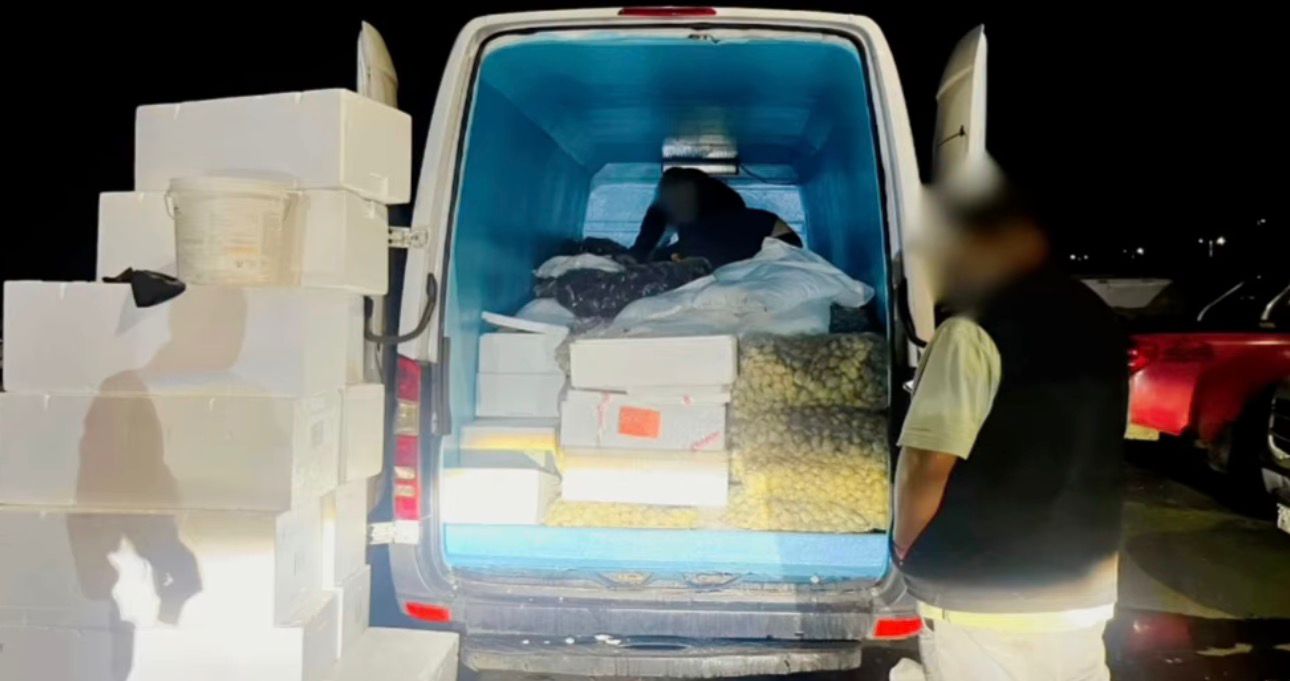 Incautan más de 2,6 toneladas de mariscos y pescados ilegales en control carretero en Paillaco
