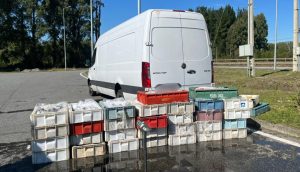 Incautan casi dos mil kilos de merluza y congrio ilegal previo a Semana Santa en Los Ríos