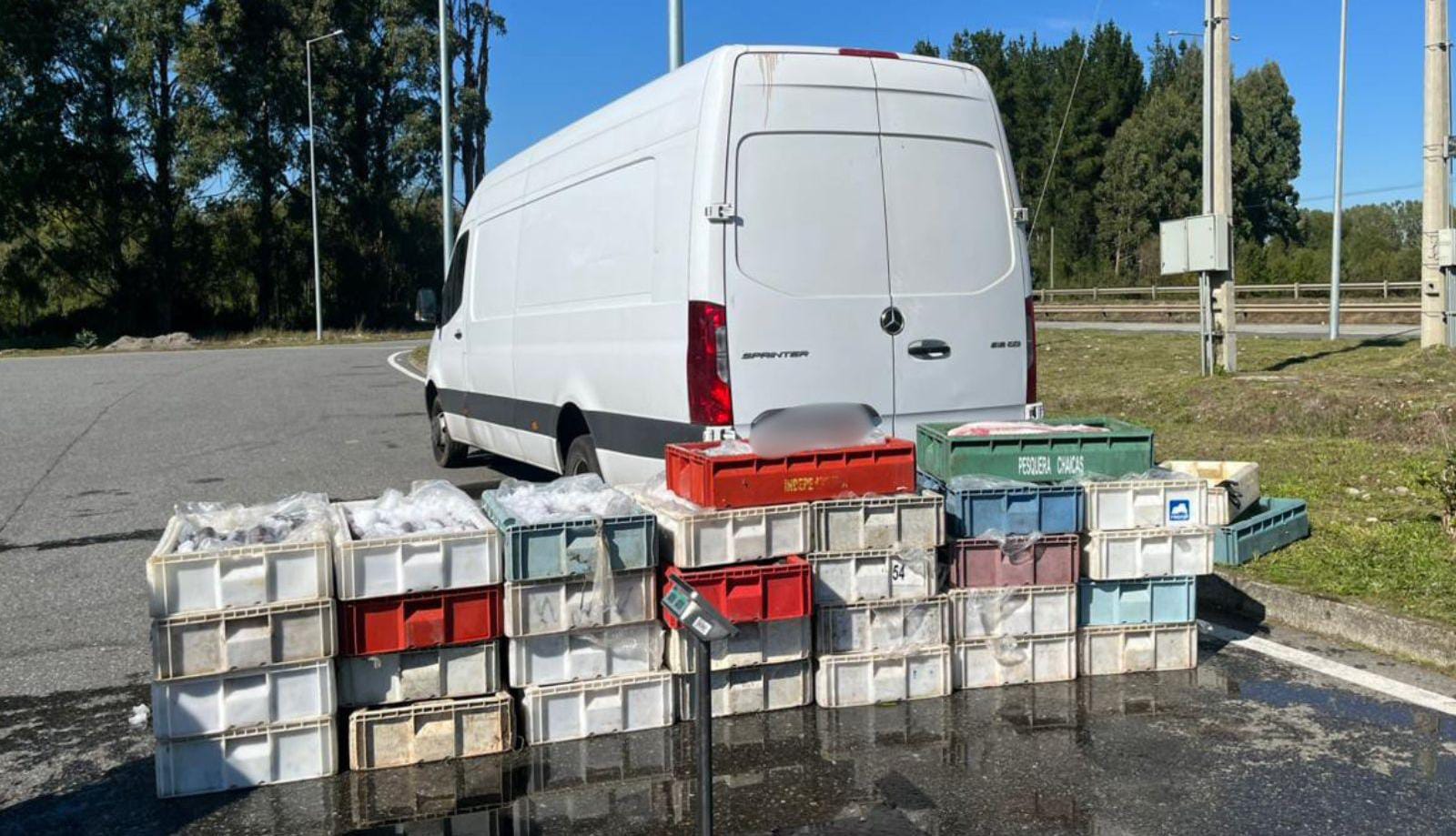 Incautan casi dos mil kilos de merluza y congrio ilegal previo a Semana Santa en Los Ríos