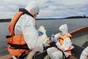 Alerta preventiva en Los Ríos por casos de influenza aviar en cisnes de cuello negro