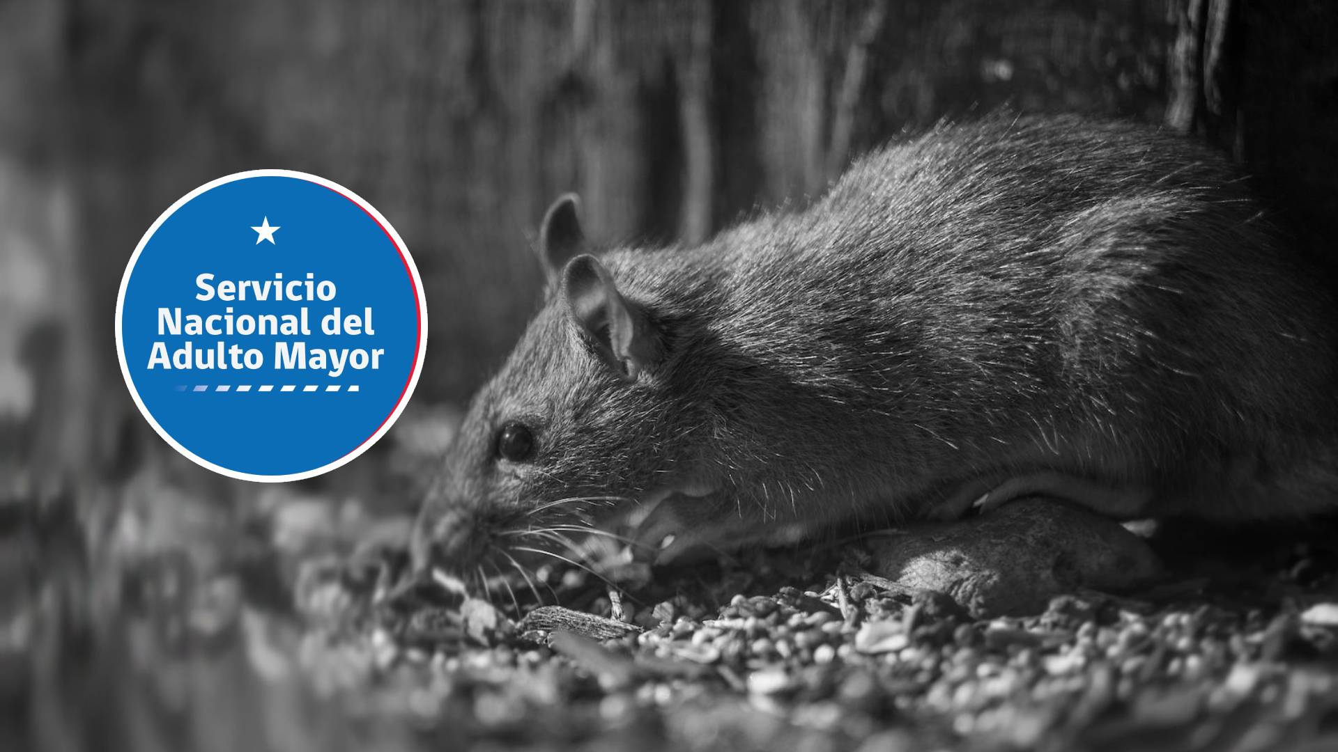 Prohíben funcionamiento de oficina de SENAMA en Los Ríos por presencia de ratones