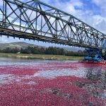 Lanco se convierte en el epicentro de la "cosecha más linda del sur" con el 2° Encuentro del Cranberry