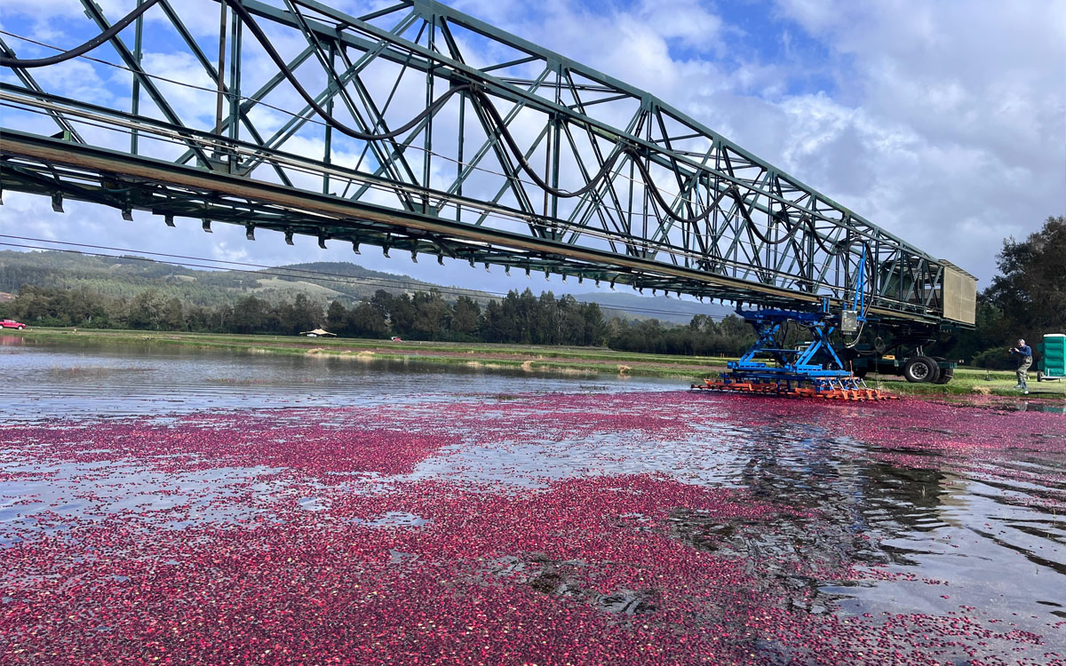 Lanco se convierte en el epicentro de la "cosecha más linda del sur" con el 2° Encuentro del Cranberry