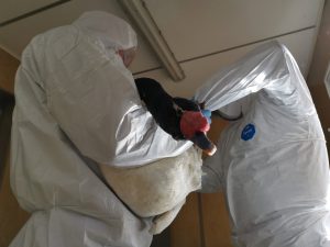 Más de un centenar de cisnes han muerto por influenza aviar en el Santuario de la Naturaleza de Valdivia