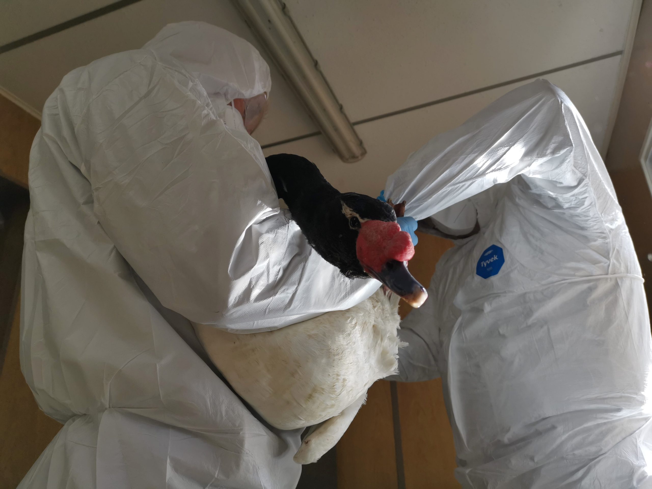 Más de un centenar de cisnes han muerto por influenza aviar en el Santuario de la Naturaleza de Valdivia