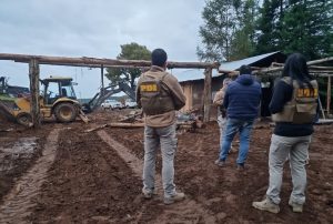 Habían talado más de 40 árboles: Detienen a dos personas por usurpación y sustracción de madera en Mariquina