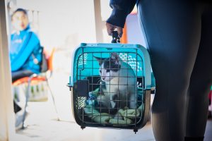 Inversión de $84 millones impulsará atención veterinaria y proyectos animalistas en Valdivia