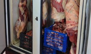 Fiscalización en La Unión termina con un detenido y el decomiso de 161 kilos de carne