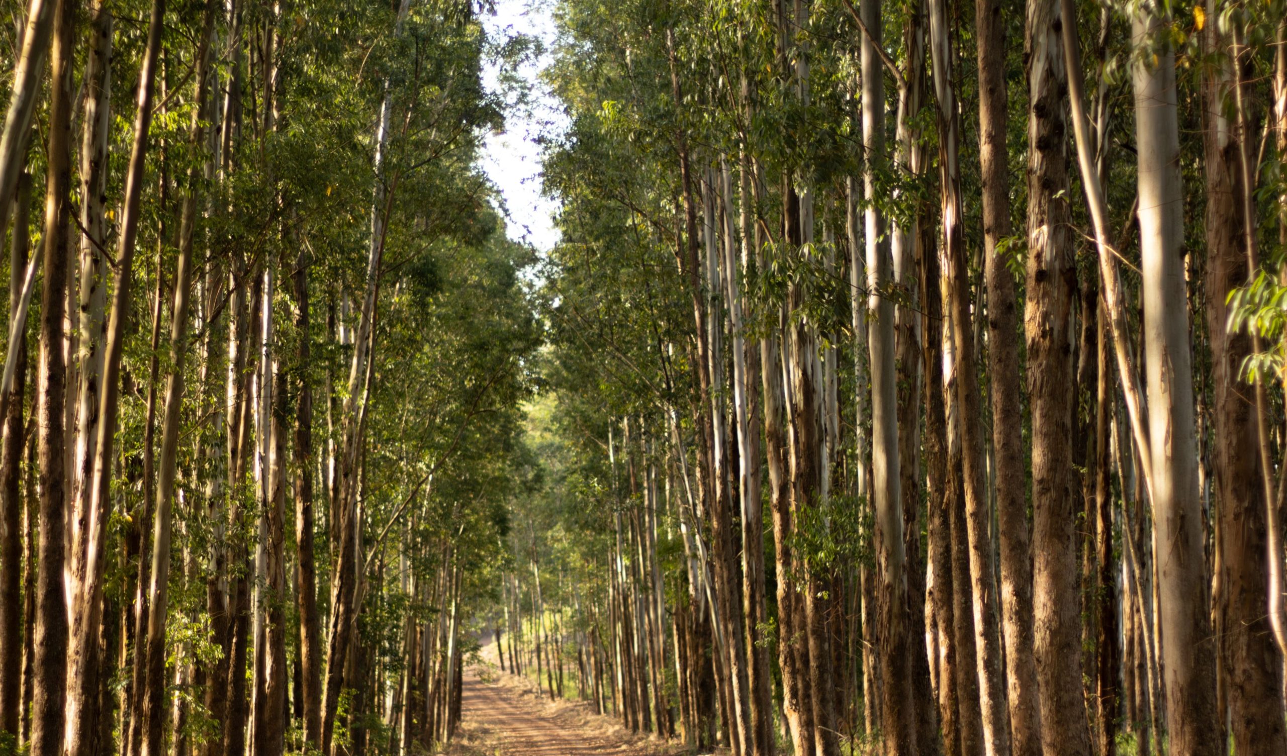 Arauco acuerda venta de bosques en Valdivia por más de US$216 millones