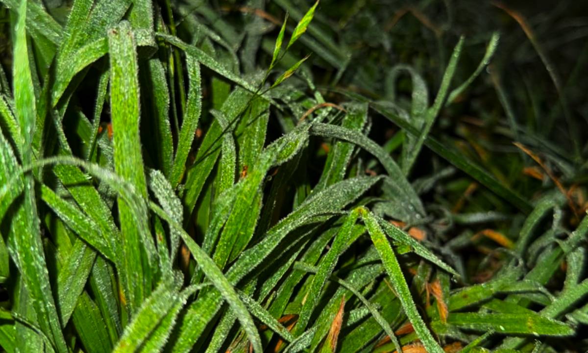 El frío no da tregua: Heladas y temperaturas bajo cero continuarán este fin de semana en Los Ríos
